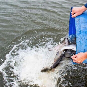 Рыболовный клуб Головино